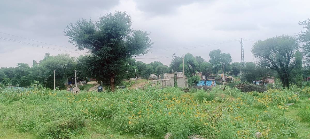 100 गज प्लॉट @ मोटू का बास, राजावास, सीकर रोड 